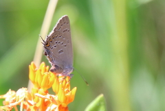 Satyrium edwardsii