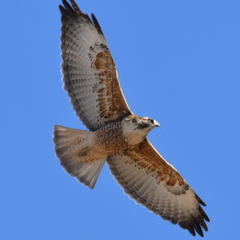 Geranoaetus polyosoma