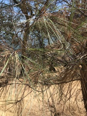 Pinus sabiniana