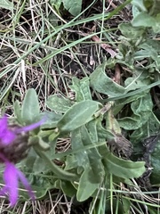 Centaurea nigrescens