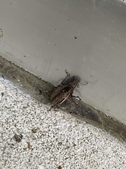 Naupactus