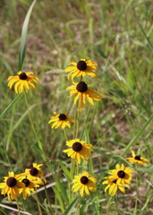 Rudbeckia fulgida