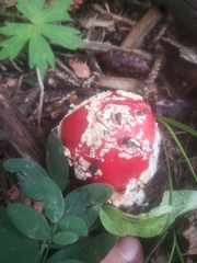 Amanita muscaria flavivolvata