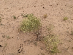 Eriogonum leptocladon