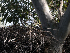 Haliaeetus leucogaster