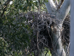 Haliaeetus leucogaster