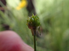 Ranunculus acriformis
