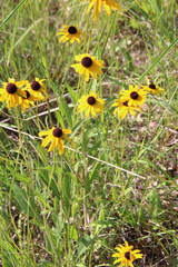 Rudbeckia fulgida