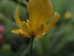 Ranunculus acriformis