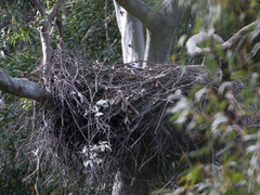 Haliaeetus leucogaster