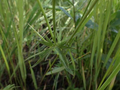 Ranunculus acriformis