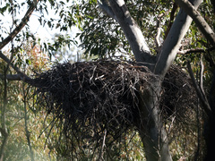 Haliaeetus leucogaster