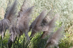 Cortaderia selloana