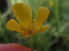 Ranunculus acriformis
