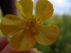 Ranunculus acriformis