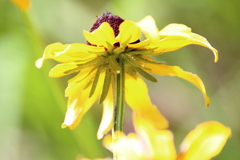 Rudbeckia fulgida