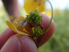 Ranunculus acriformis