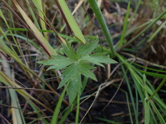 Ranunculus acriformis