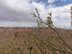 Eriogonum leptocladon