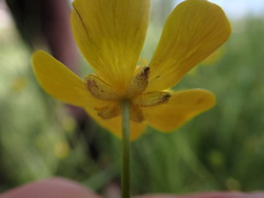 Ranunculus acriformis