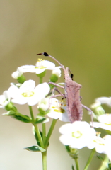 Chariesterus antennator
