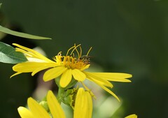 Agapostemon
