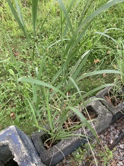 Panicum virgatum