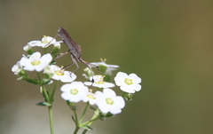 Chariesterus antennator
