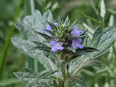 Verbena bracteata