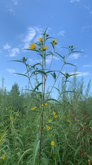 Helianthus grosseserratus
