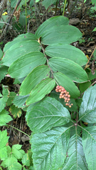 Maianthemum racemosum