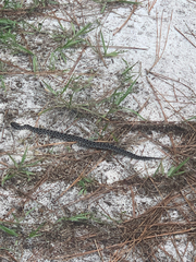 Sistrurus miliarius barbouri