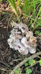 Chondrostereum purpureum