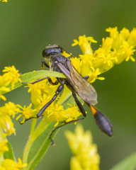 Ammophila urnaria