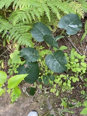 Populus trichocarpa