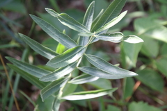 Asclepias viridiflora