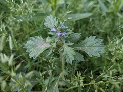 Verbena bracteata