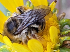 Apinae