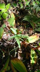 Epipactis helleborine
