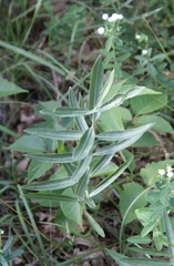 Asclepias viridiflora