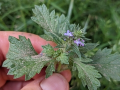 Verbena bracteata