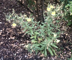 Oenothera elata