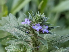Verbena bracteata