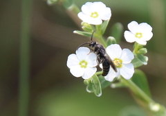 Tiphiinae