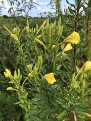 Oenothera parviflora