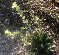 Oenothera elata