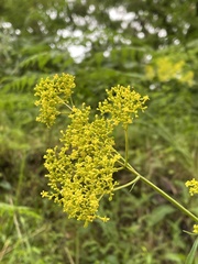 Patrinia scabiosifolia