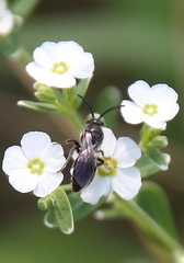 Tiphiinae