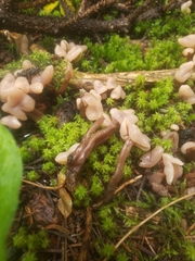 Cudonia circinans