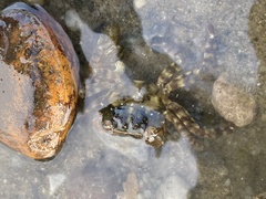 Hemigrapsus sanguineus